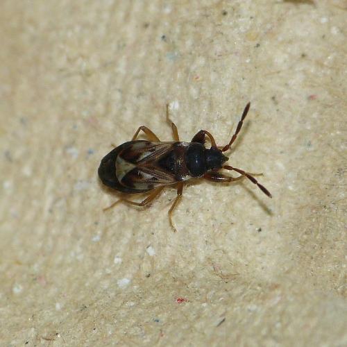 Scolopostethus affinis